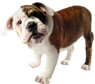 Image of a bulldog pup